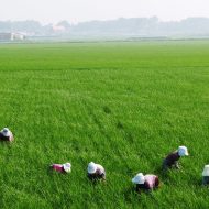 Agriculture et herbe