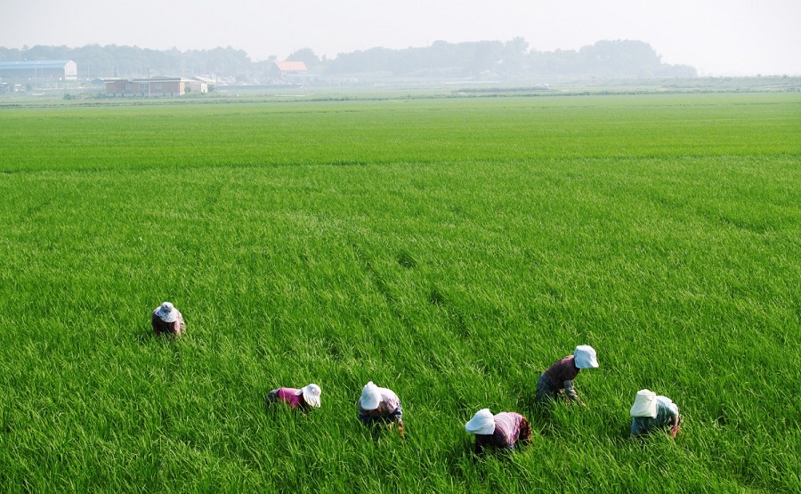 Agriculture et herbe